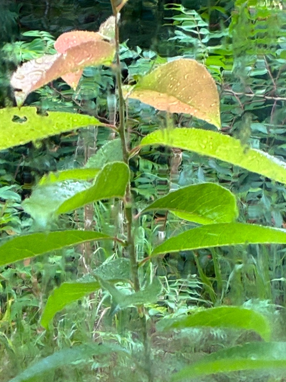 Organic persimmon leaves. 20 dried leaves from yellow flower farm